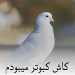 1235دانلود آهنگ خودم میام میبرمت از معین