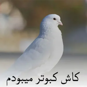 دانلود ریمیکس کاش کبوتر میبودم