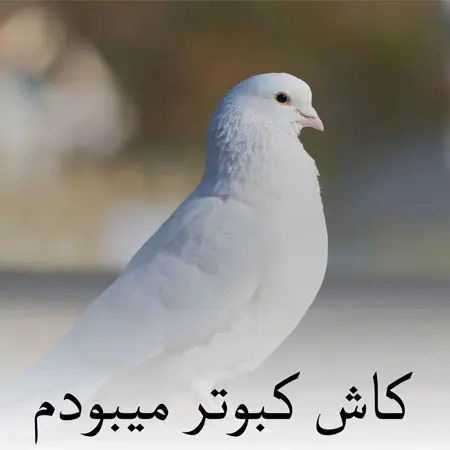 دانلود ریمیکس کاش کبوتر میبودم