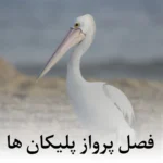 دانلود آهنگ تو فصل پرواز پلیکان ها