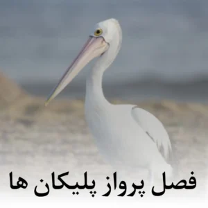دانلود آهنگ تو فصل پرواز پلیکان ها